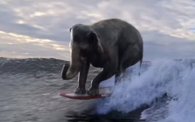 El surf en el mundo de la publicidad